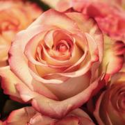 Onlineparagnosten.net - tarotist Rose